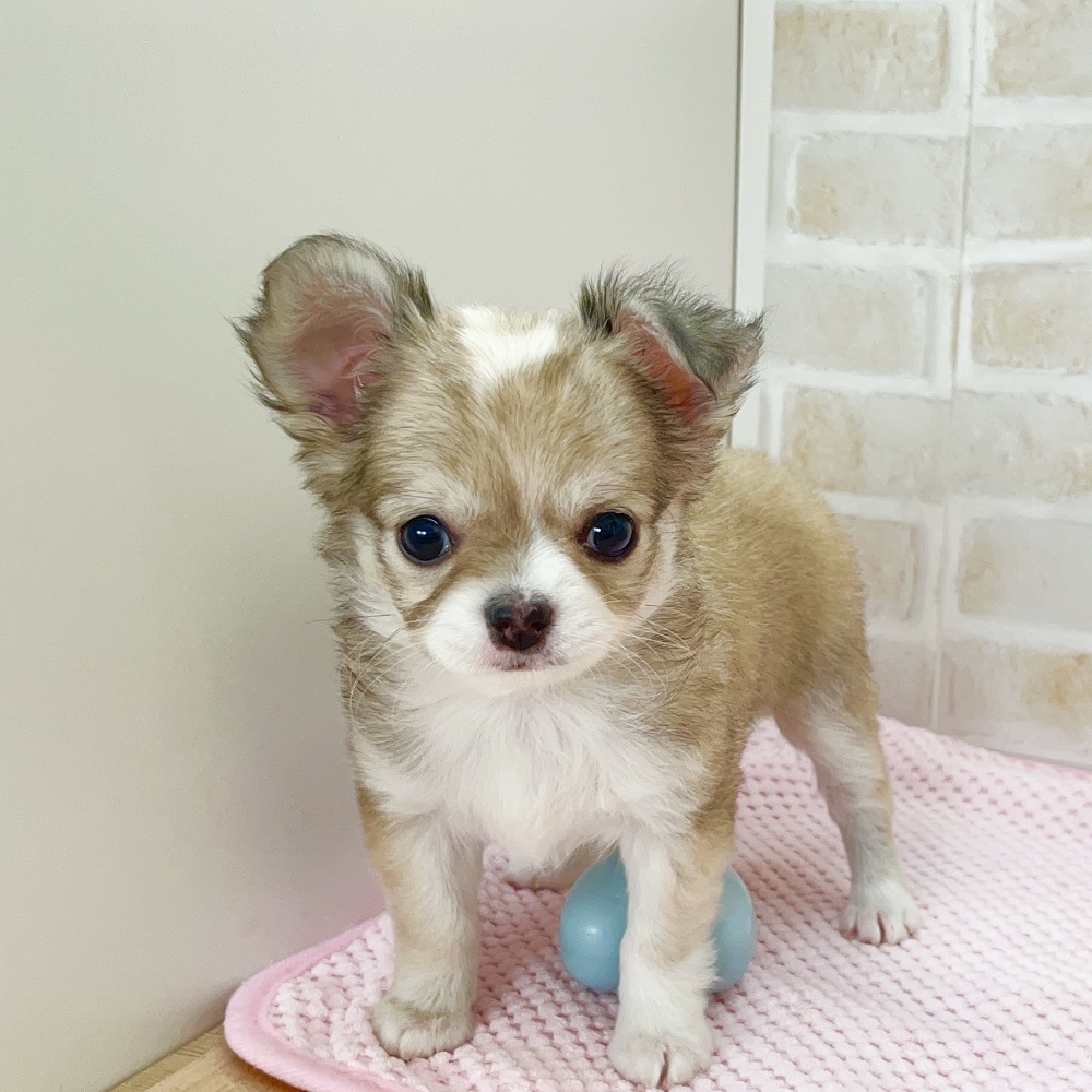 むにむにほっぺがたまらないチワワちゃん♡ペットショップ犬の家